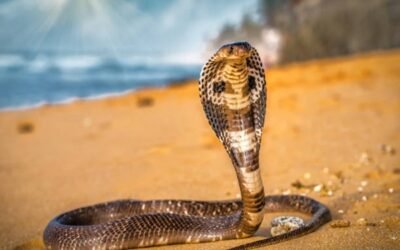 Rắn Hổ Mang Chúa Là Gì? Độc Tính, Sinh Sản Và Giá Trị Thực