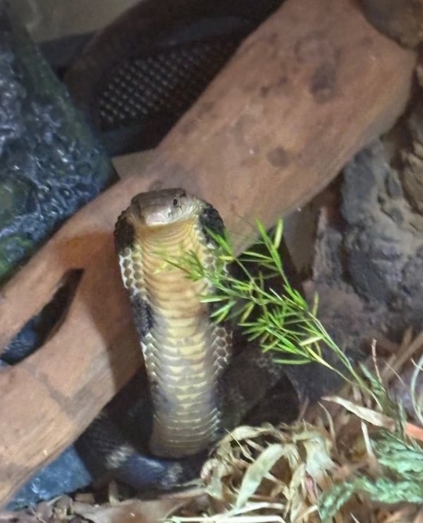 hình rắn hổ mang chúa đẹp 13