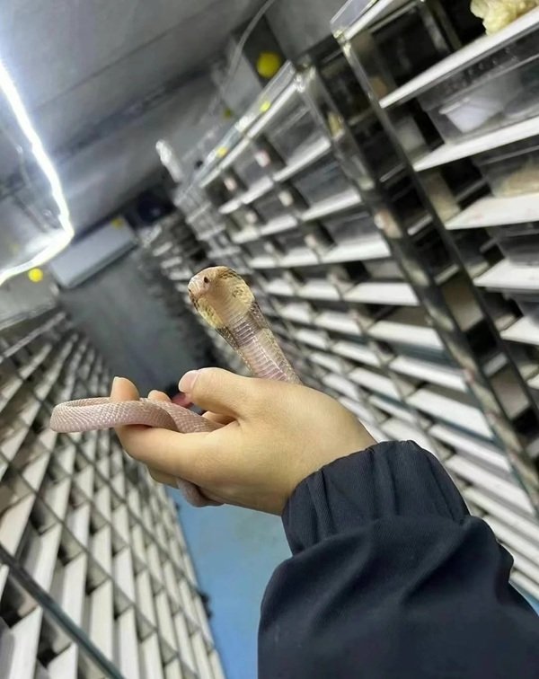 hình rắn hổ mang chúa đẹp 14