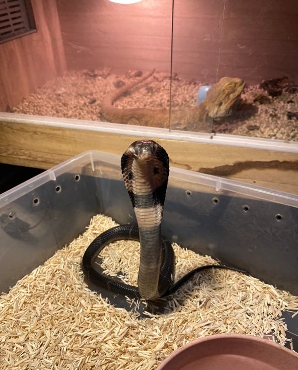 hình rắn hổ mang chúa đẹp 15