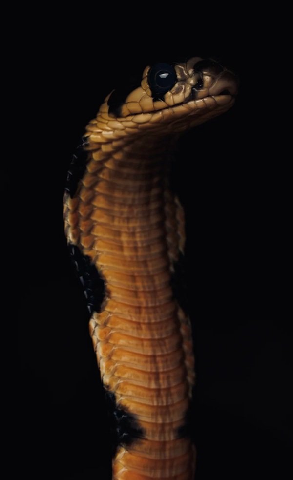 hình rắn hổ mang chúa đẹp 2