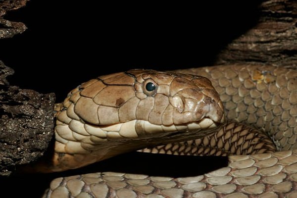 hình rắn hổ mang chúa đẹp 5