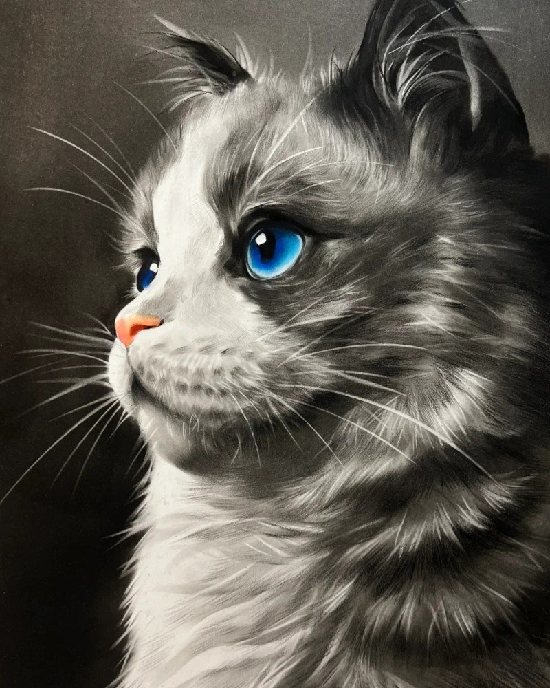 hình vẽ con mèo 17