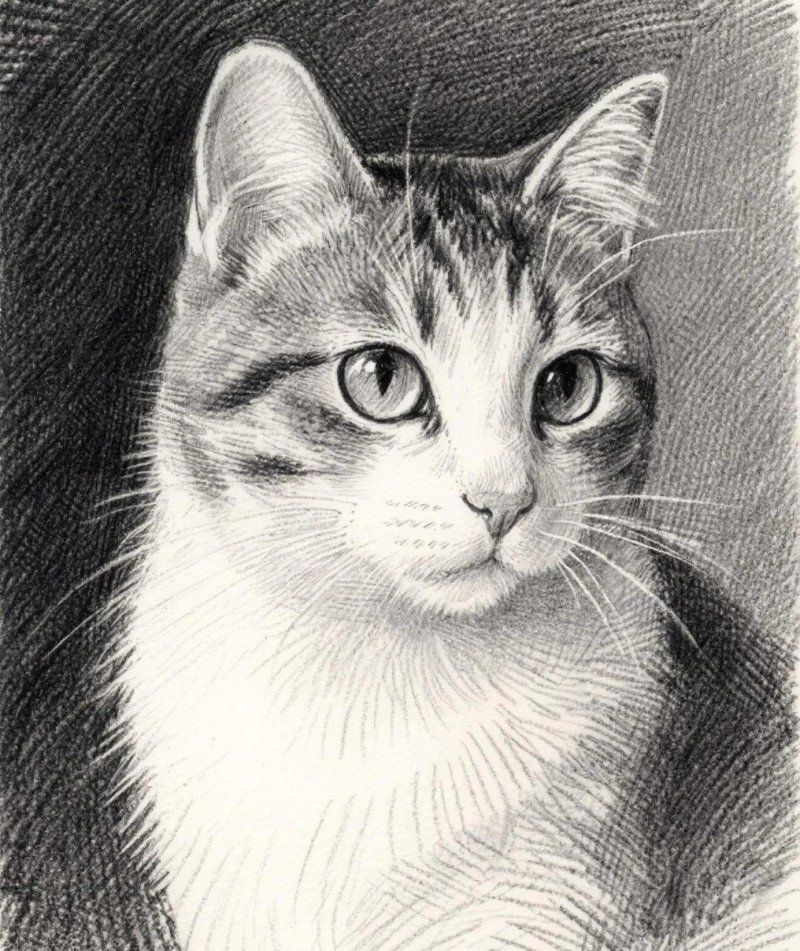 hình vẽ con mèo 31