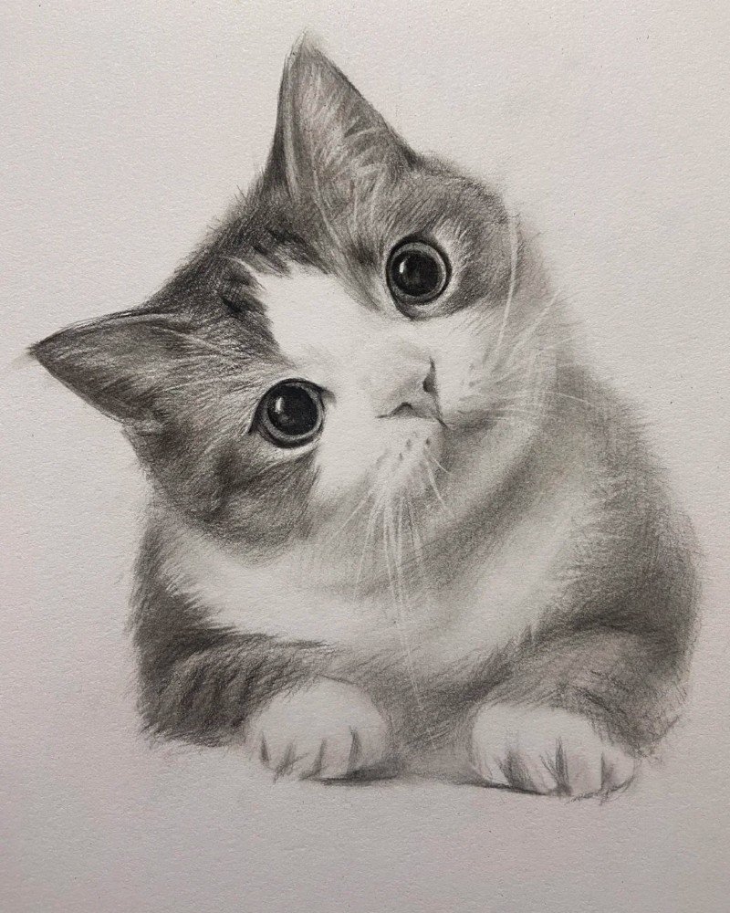 hình vẽ con mèo 9
