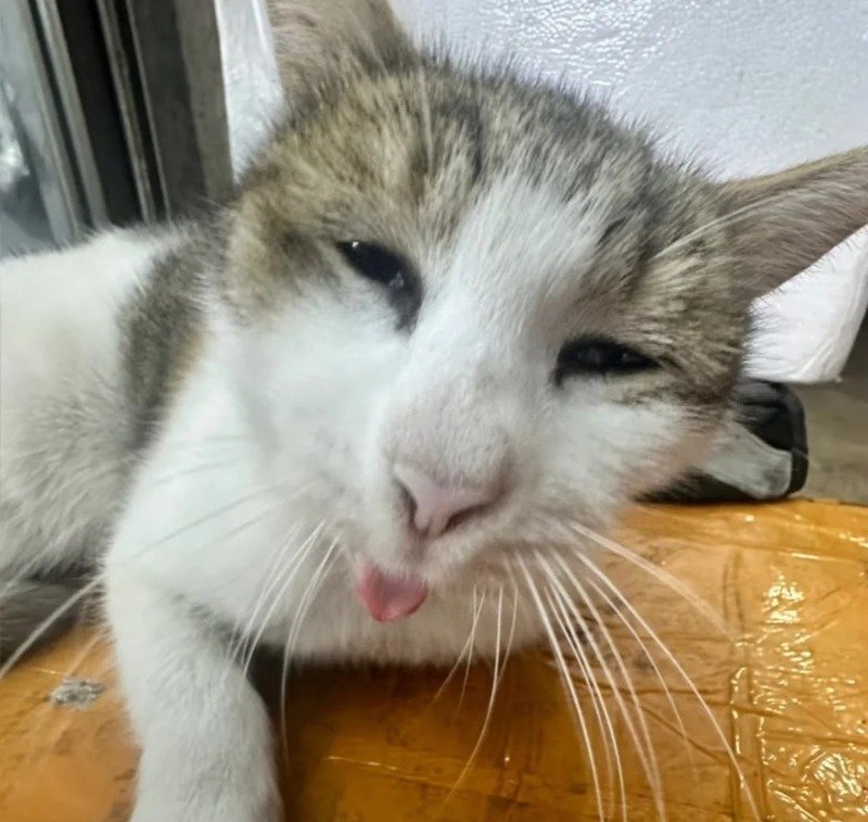 Ảnh meme mèo bựa làm avatar