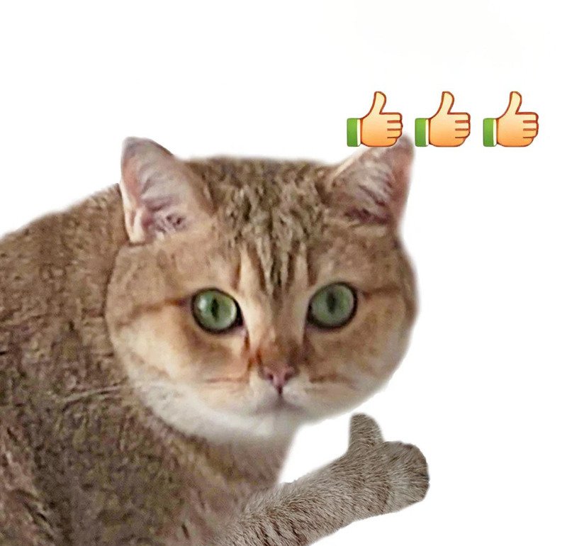 Meme mèo bựa với nhiều cảm xúc khác nhau