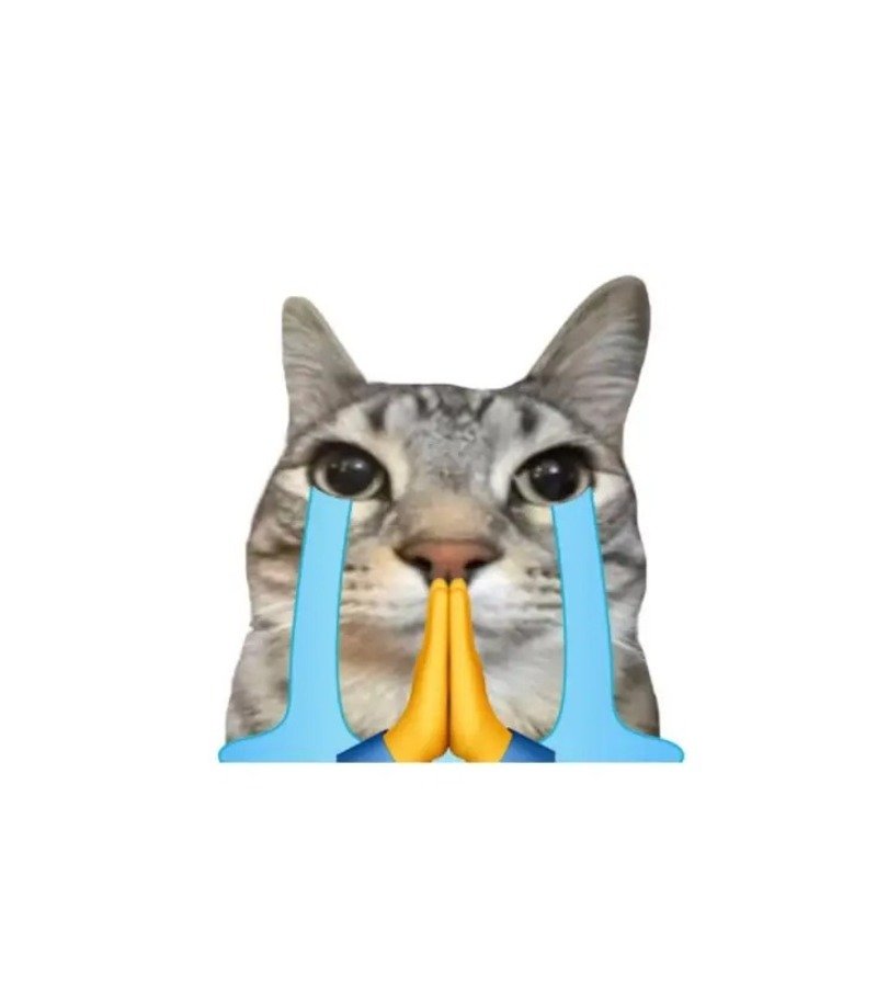 Meme mèo bựa phong cách vui nhộn