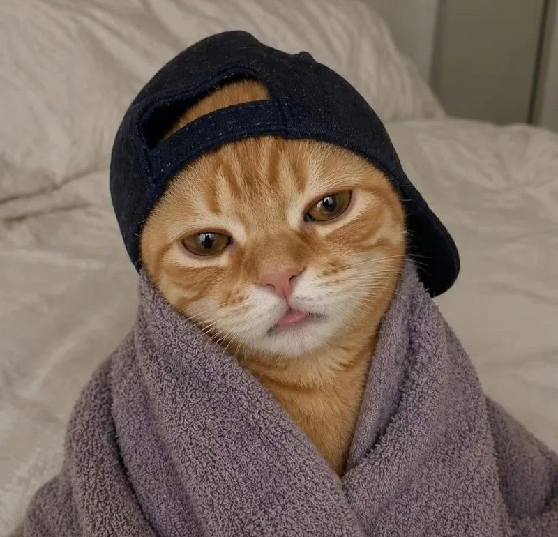 Mèo bựa meme với gương mặt hài hước