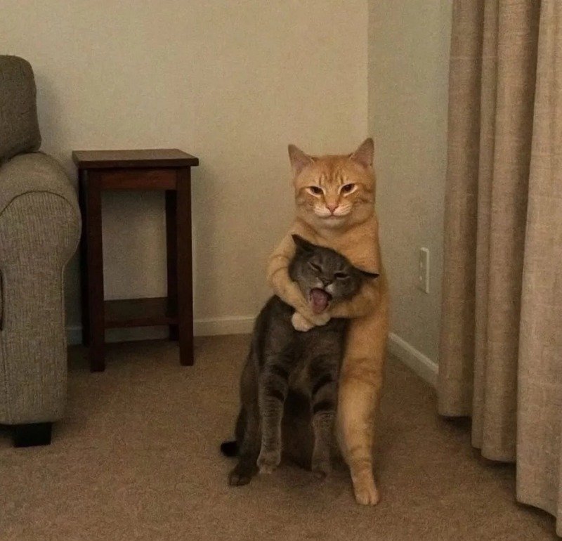 Ảnh meme mèo bựa đang troll