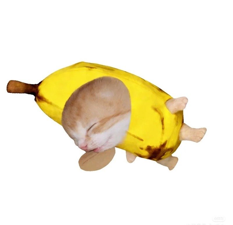 Hình ảnh mèo bựa đáng yêu