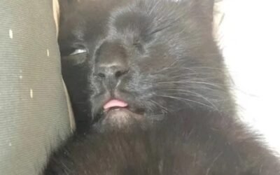 top 77+ Ảnh Meme Mèo Bựa Hài Hước Khiến Ai Cũng Phải Cười