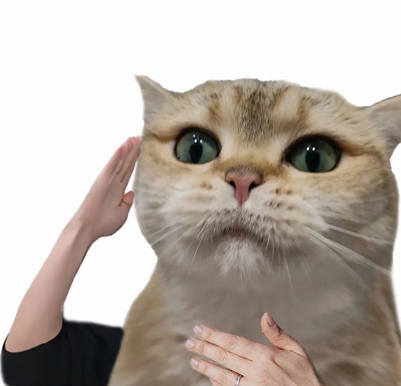 Meme mèo bựa cute với khuôn mặt lầy lội