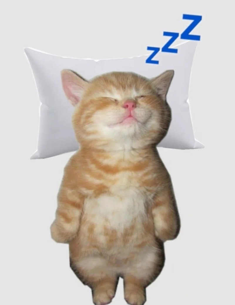 Ảnh meme mèo bựa chất lượng cao