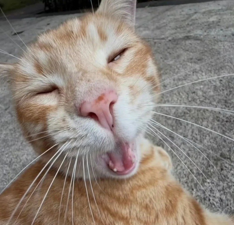 Ảnh mèo bựa chế vui nhộn trên mạng xã hội