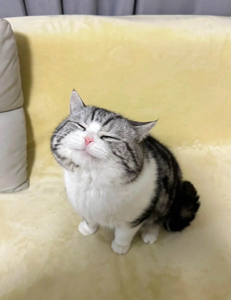Meme mèo cười với biểu cảm vui vẻ hài hước