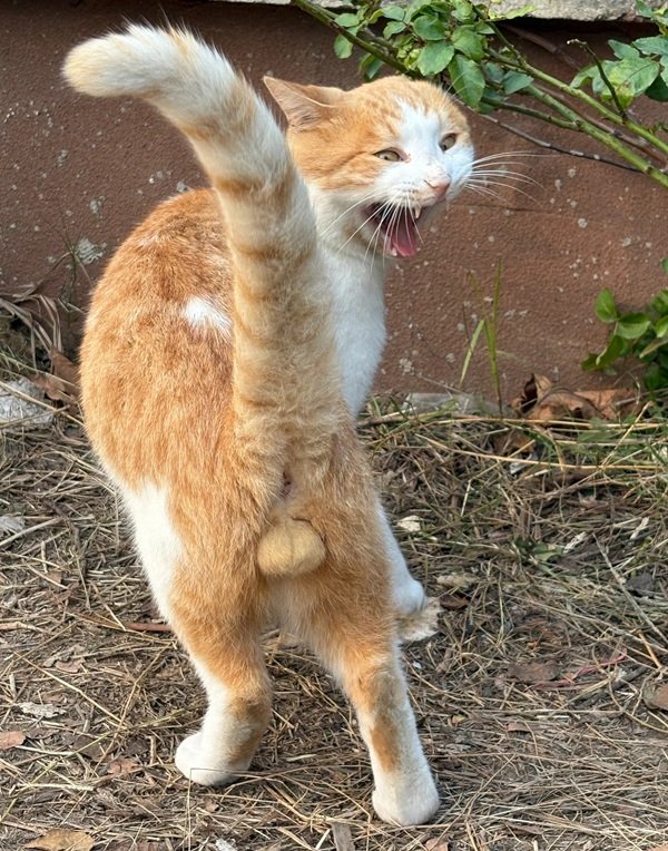 meme mèo cười 10