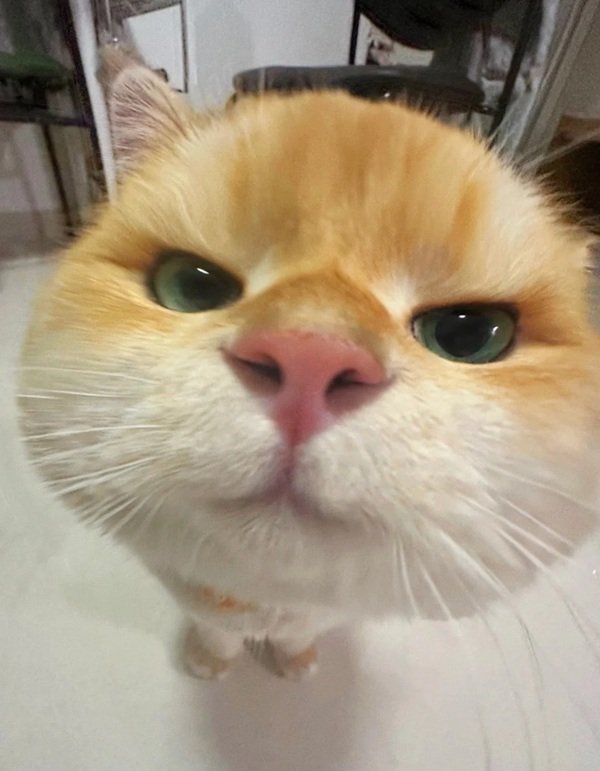 meme mèo cười 11