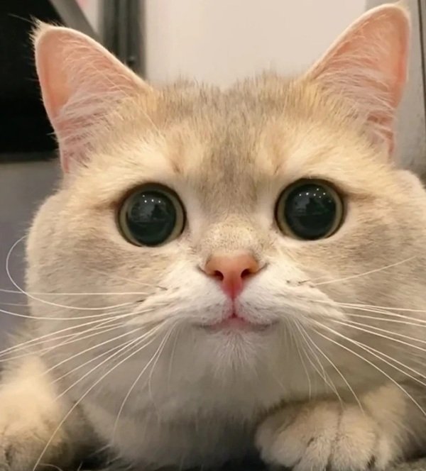 meme mèo cười 13