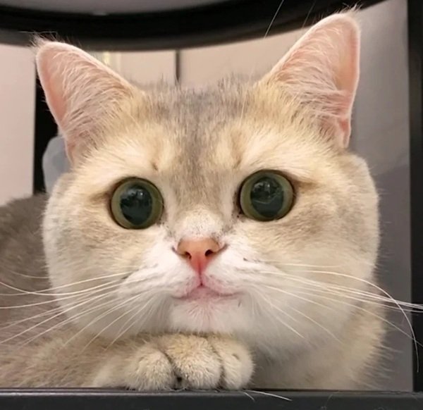 meme mèo cười 14