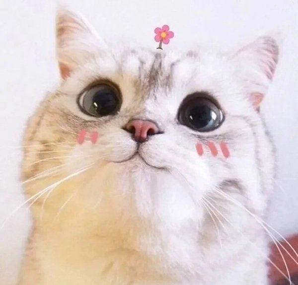 meme mèo cười 15