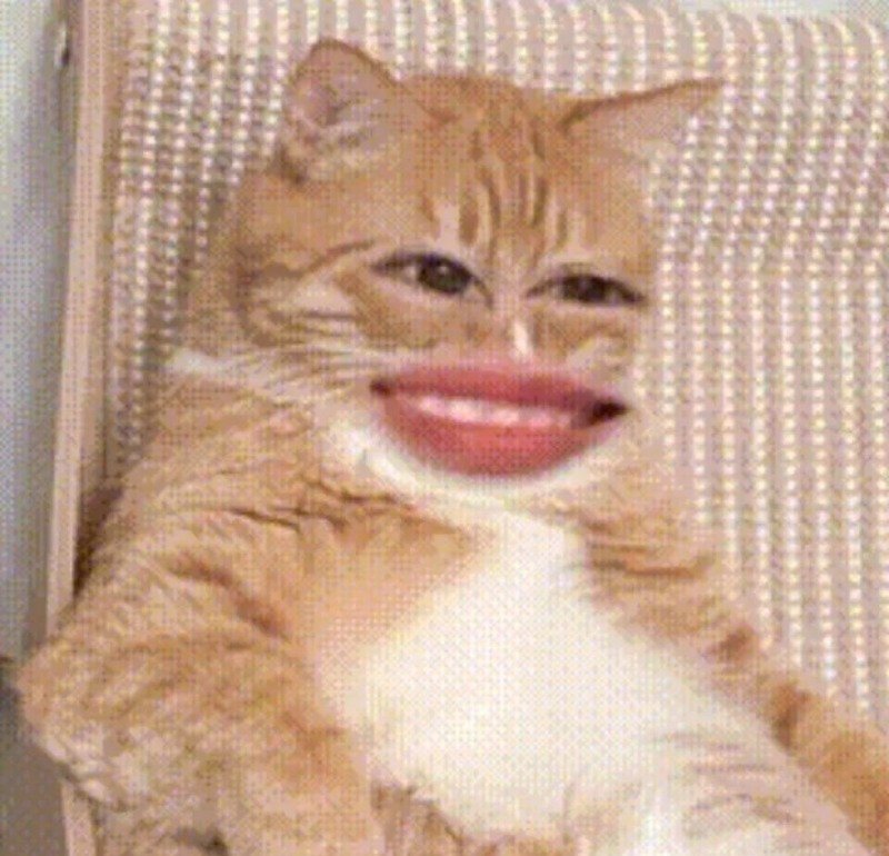 Hình ảnh mèo meme vui vẻ được chia sẻ nhiều