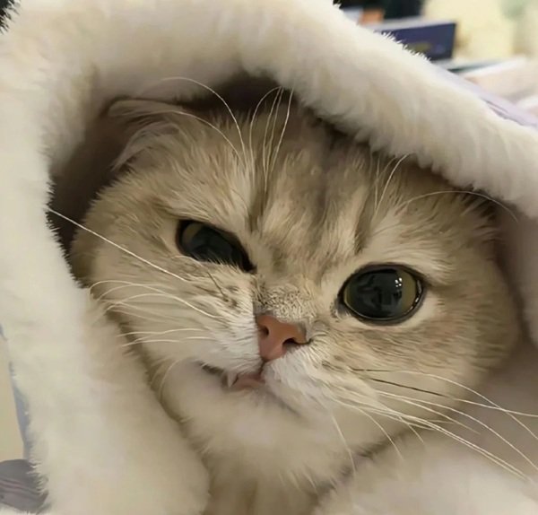 meme mèo cười 16