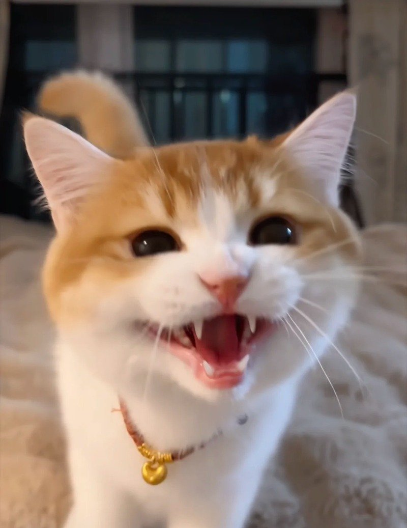 Hình nền meme mèo cười cho điện thoại