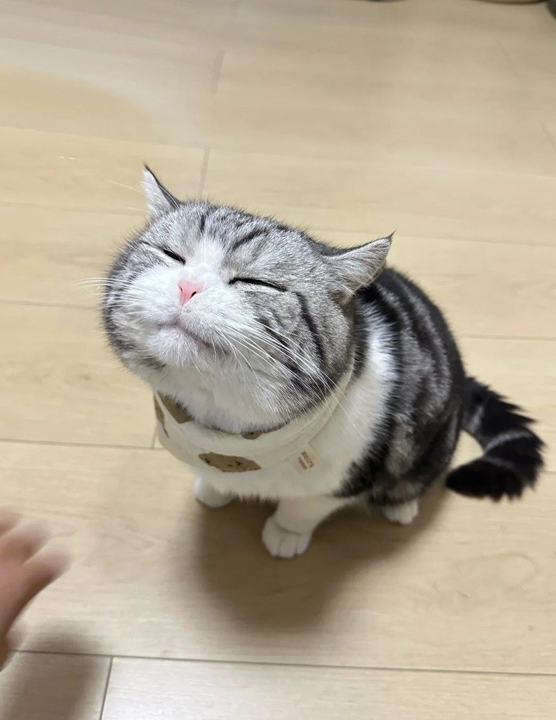Meme mèo cười đáng yêu được nhiều người yêu thích