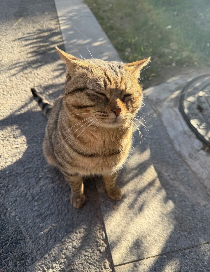 Ảnh meme mèo vui nhộn với nhiều cảm xúc