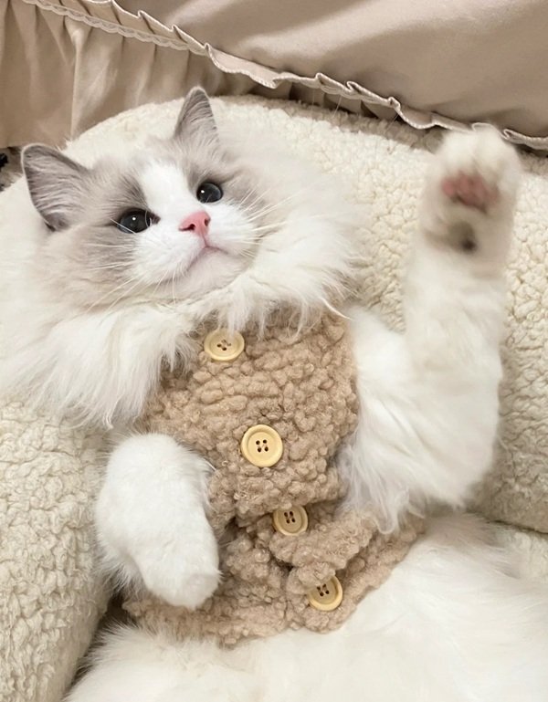 meme mèo cười 22