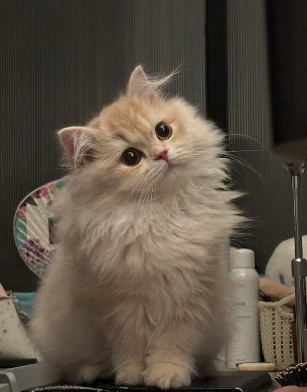 meme mèo cười 24