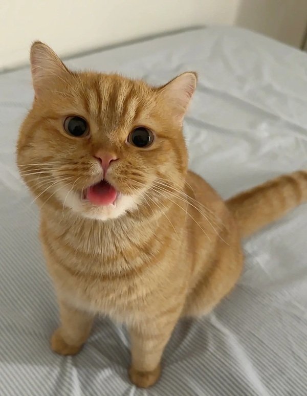 meme mèo cười 25