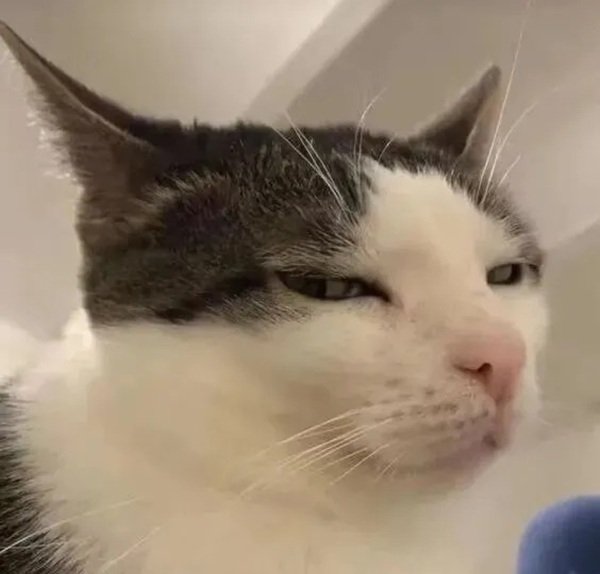 meme mèo cười 26