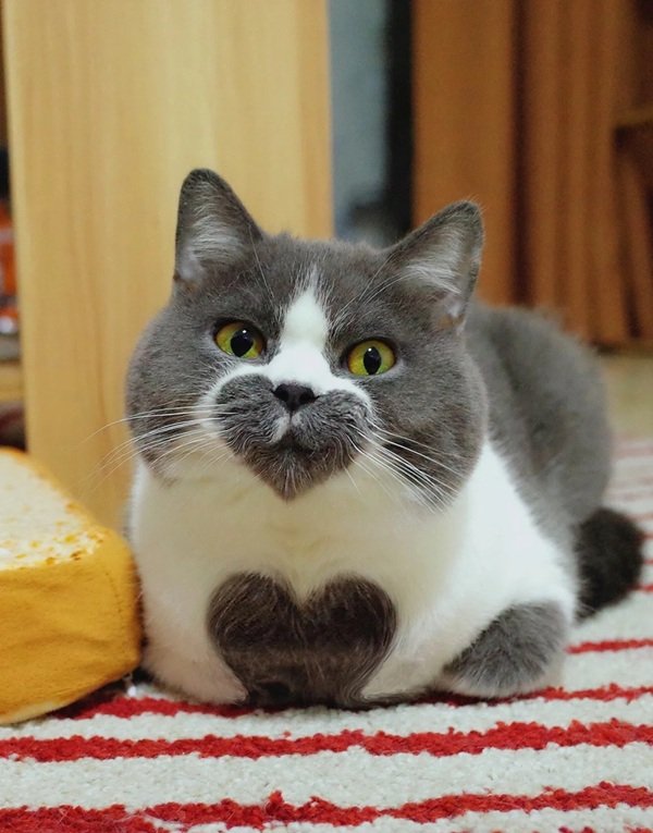 meme mèo cười 27