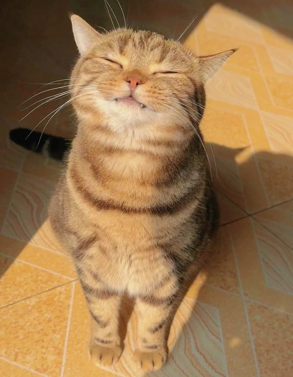 meme mèo cười 28