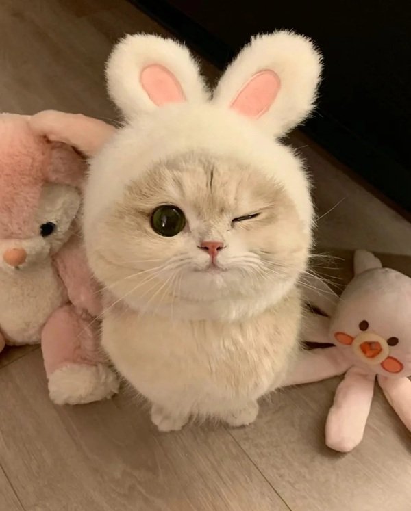 meme mèo cười 29