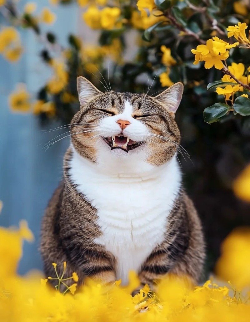 Meme mèo cười làm ảnh đại diện hài hước