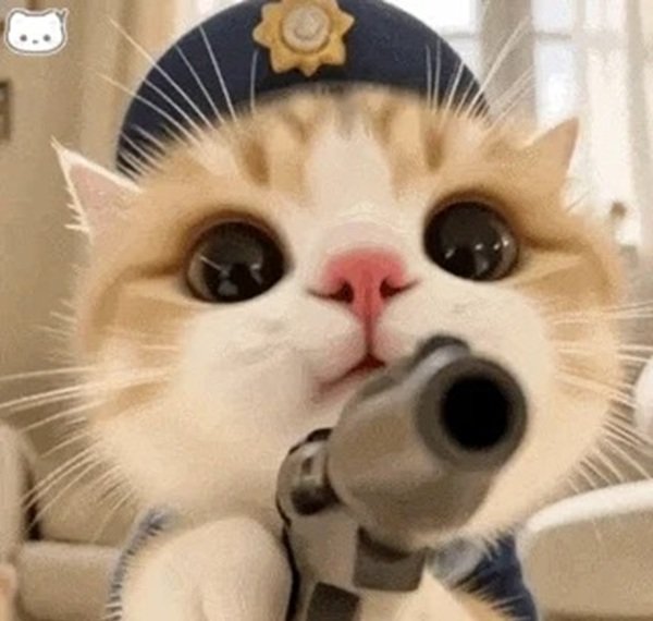 meme mèo cute 14