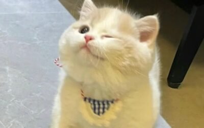 66+ Meme Mèo Cute Dễ Thương Khiến Ai Cũng Tan Chảy