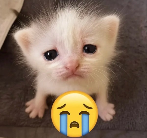 meme mèo khóc 23