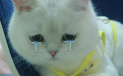 88+Meme Mèo Khóc Dễ Thương Khiến Ai Cũng Đồng Cảm