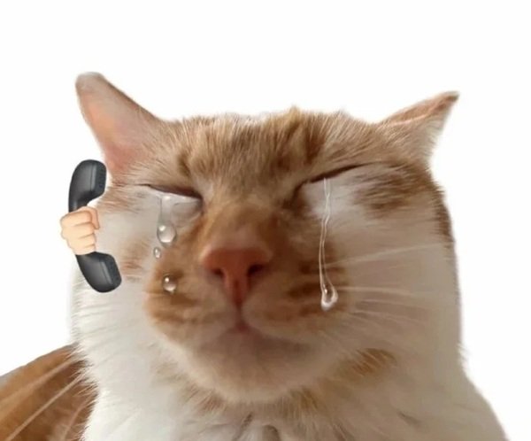 meme mèo khóc 7