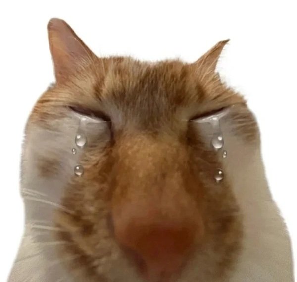 meme mèo khóc 8