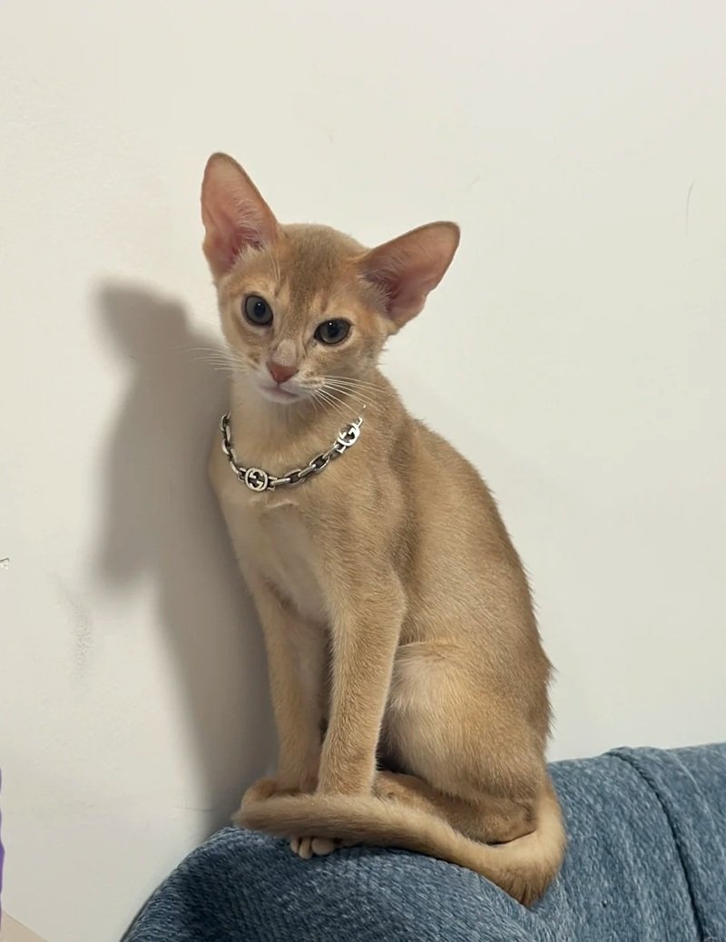 mèo abyssinian 14