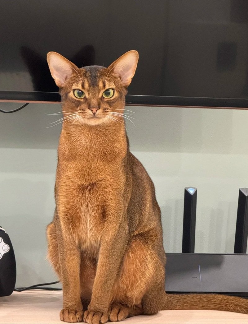 mèo abyssinian 19