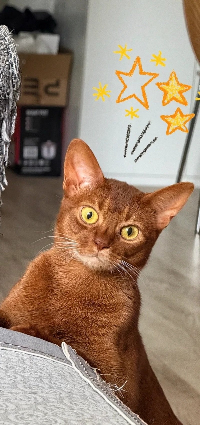 Mèo Abyssinian – Năng Động Thanh Lịch Và Thông Minh Bậc Nhất