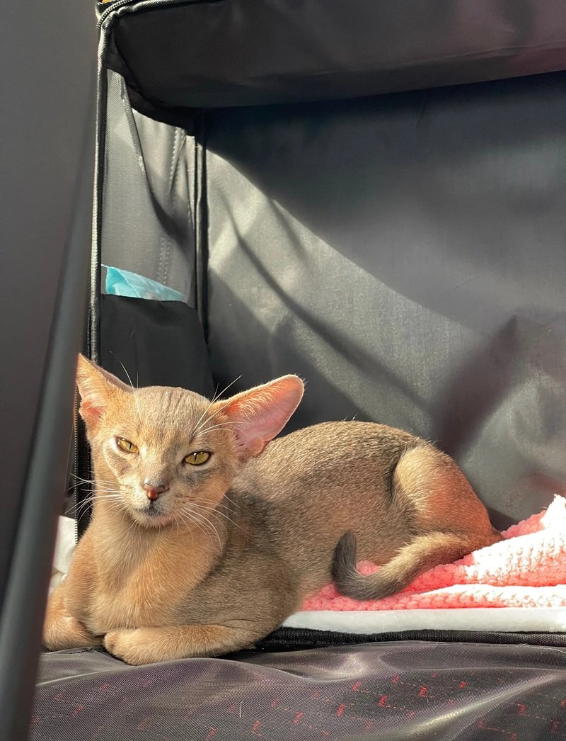 mèo abyssinian 3