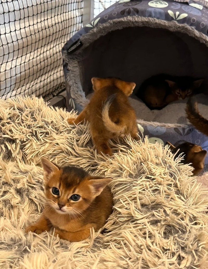mèo abyssinian 4