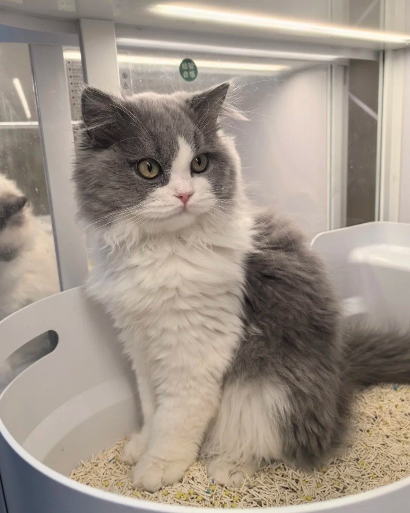 mèo anh lông dài 1